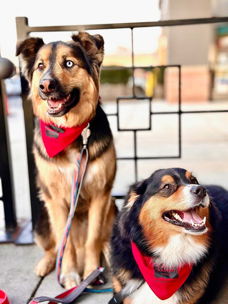 Bring your pups to Taco Bamba!